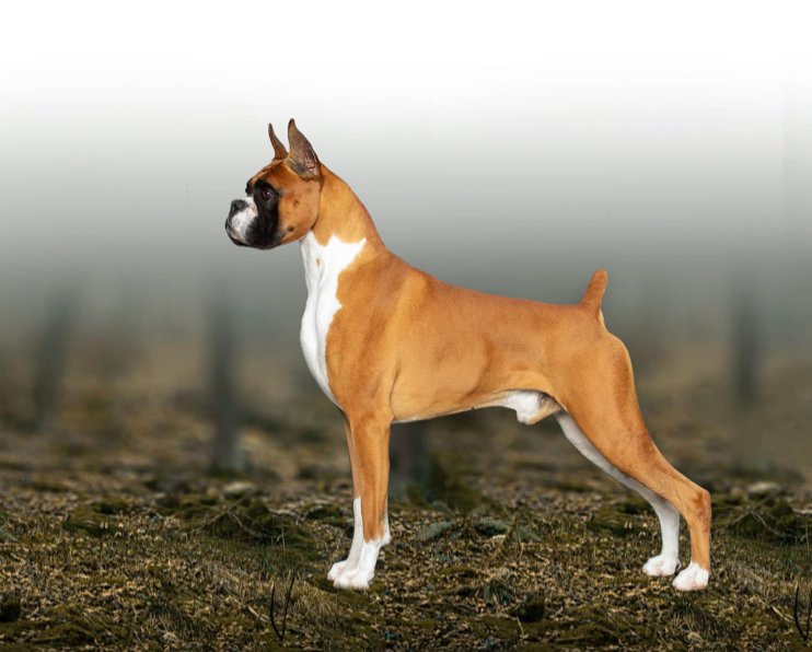 Boxer standing in profile